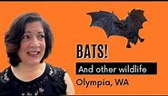 Bats in Olympia, WA | Where to see them in nature