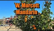 W. Murcott Mandarin Details Zone 9a