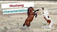 Mustang Horse | characteristics, origin & disciplines