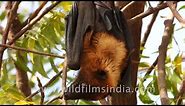 Indian flying fox or Greater Indian Fruit Bat hanging from a tree