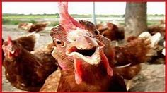 FUNNY Roosters Crowing Compilation ✔
