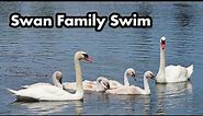 Swan Family Swimming In The Water - Young Swans - Cygnets