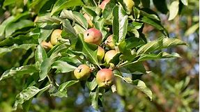 15 Apple Varieties for Your Home Orchard