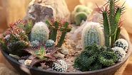 How to Make a Mini High Desert Cactus Garden