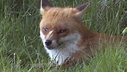The Red Fox - The British Mammal Guide