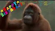Funny Monkey Happy Birthday Song 2021