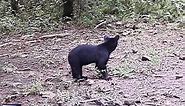 Lost Bear cub crying for mom