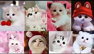 Cute cat Dp images || Dpz pics || whatsapp Dp images ||✨ Beautiful cat pics 💫 ll unique dps 🐈🌼🦋♥️