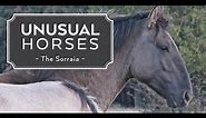 Unusual Horses: The Sorraia
