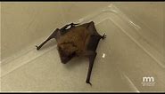 How to Safely Capture a Bat