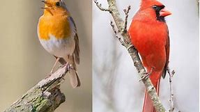 Red Robin Vs Cardinal: Exploring Intricacies (Full Guide)