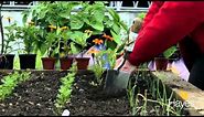 Planting Marigolds As Companion Plants