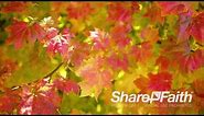 Autumn Maple Leaves Nature 4K Video Background | Sharefaith.com