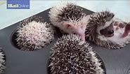 Adorable prickle of hedgehogs perfectly curled up on muffin tray