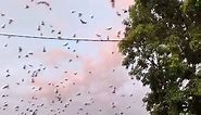 Group of bats flying around
