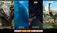🥚 World's Largest Egg Sizes | Biggest Eggs Size | Eggs Size Comparison 🌍