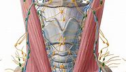 Introduction to lymph nodes