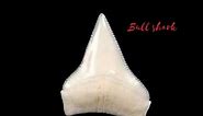 Shark tooth identification for beginners