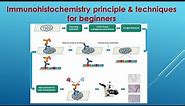 Immunohistochemistry Explained: Principle and Techniques for beginners