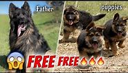 free! free German Shepherd puppies 🔥🔥🔥 German Shepherd at low price | Free adoption ◾ Shanu's farm
