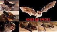 All House Bat Species/complete list of house bats/Eptesicus/types of house bat