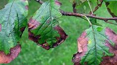 Why Apple Tree Leaves Turn Brown (and How To Fix It)