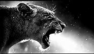 Top 10 LION wallpaper pictures for background on pc