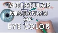 Molecular Genetics of Eye Color