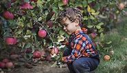 Amazing Places to Go Apple Picking Across the U.S.