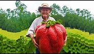 WORLD'S BIGGEST STRAWBERRY - real or fake?