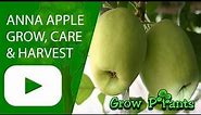 Anna apple - grow & care