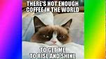 Top 50 funniest and best grumpy cat memes
