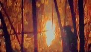 In the remote rainforest of the Brazilian state of Pará, locals witnessed a strange phenomenon in 2023. A bright, flame-like light appeared, hovering above the canopy and illuminating the area. The mysterious fire emitted no heat or smoke, and made no sound. Locals spaculated it was fatuous fire. #ufo #uap #ufosighting #alien #footage #paranormal #brazil #creepy | Ufology & Paranormal