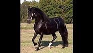 BLACK HORSE BREEDS IN THE WORLD