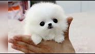 The SMALLEST DOG BREEDS in the World