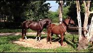 Most best breeding horse Big male horse vs Nice mare