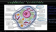 ORGANELOS celulares y sus funciones | Parte 1 | Preguntas tipo examen UNAM
