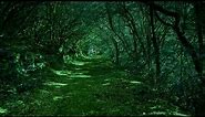 Dark Green Forest (GIF) background || 4k+60 fps