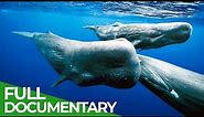 Giants of the Seas - The Mystery of the Sperm Whales | Free Documentary Nature