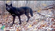 Stunning footage of a black wolf in Northern Minnesota