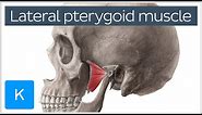 Function of the Lateral Pterygoid Muscle - Human Anatomy | Kenhub