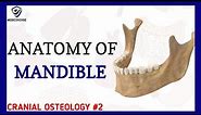 Mandible Anatomy | Cranial osteology #2