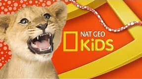 Welcome to the National Geographic Kids Channel!