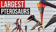 Largest Pterosaurs in History | Size Comparison