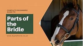 Parts of the Bridle | Complete Beginners Guide | Digital Horse