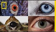 Watch: How Animals and People See the World Differently | National Geographic