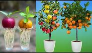 How to grow apples and oranges from their fruit in plastic bottles | How to grow fruit
