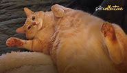 The Most Lovable FAT CATS