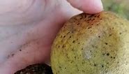 Plod crnog oraha Juglans nigra