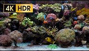 Coral Reef Aquarium - 4K HDR 60 fps - no loop